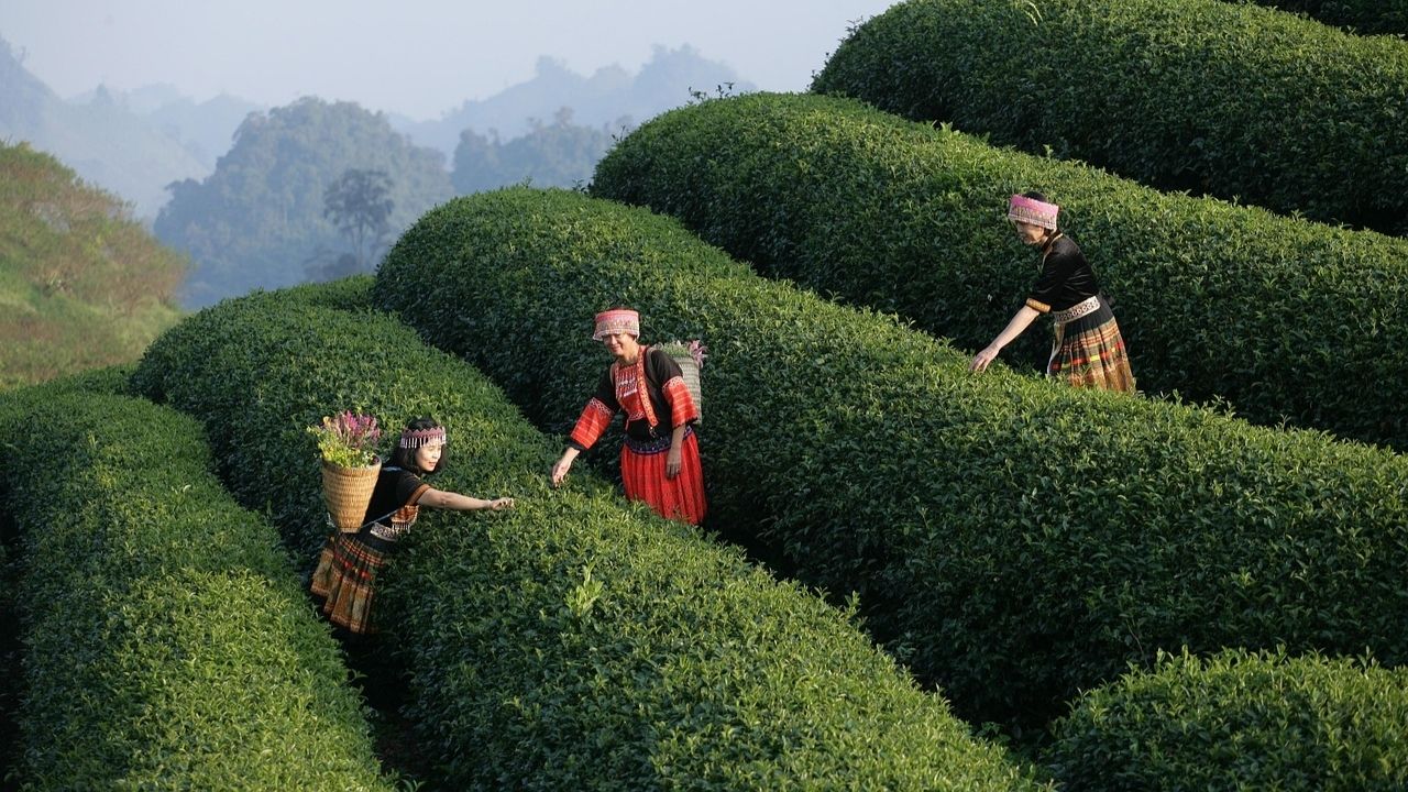 GDP Vietnam - FNA COVER ARTIKEL